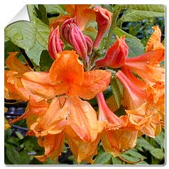 Azalea mollis